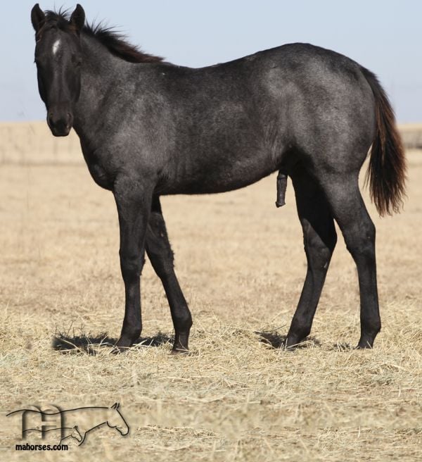 Huckleberry Blue's 2019 Blue Roan Colt